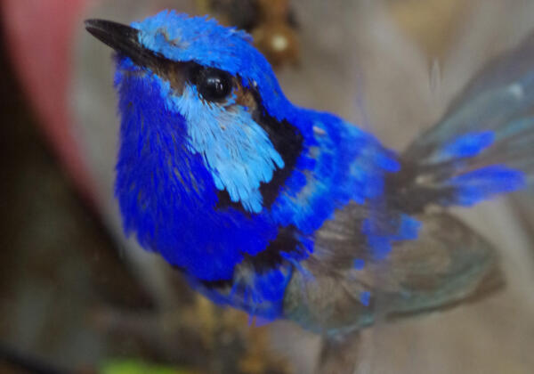 10wren-4190 Rgb-72lpi