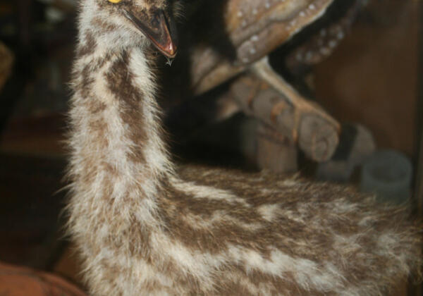12emu-chick Rgb-72lpi