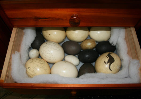 1large-eggs Rgb-72lpi