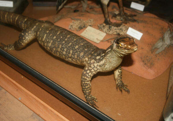 2monitor-lizard Rgb-72lpi