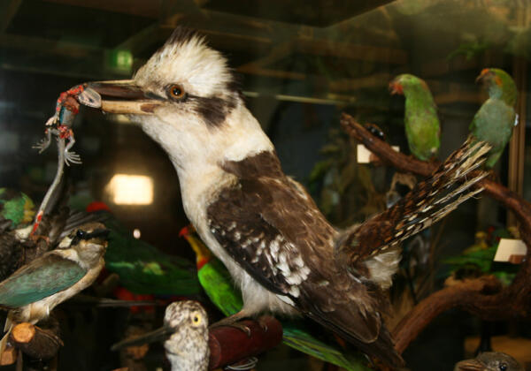 3kooka~1