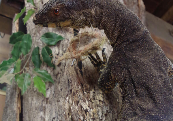 8water-tower-goanna-2778 Rgb-72lpi