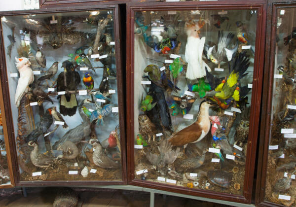 9bird-cabinet Rgb-72lpi